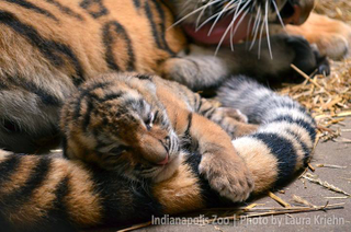 Illustration for article titled ZOMG THERE ARE BABY AMUR TIGERS AND LEOPARDS!!!